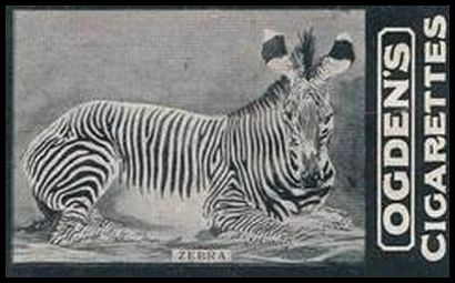 01OGIA2 8 Zebra.jpg
